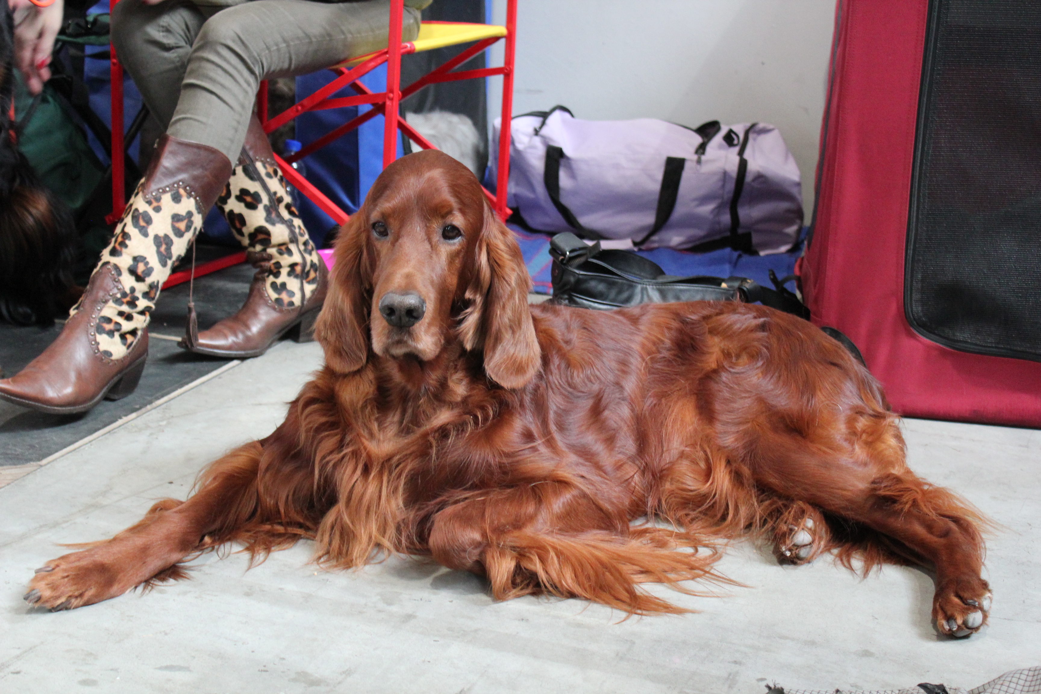 Norman Bundessiegerausstellung